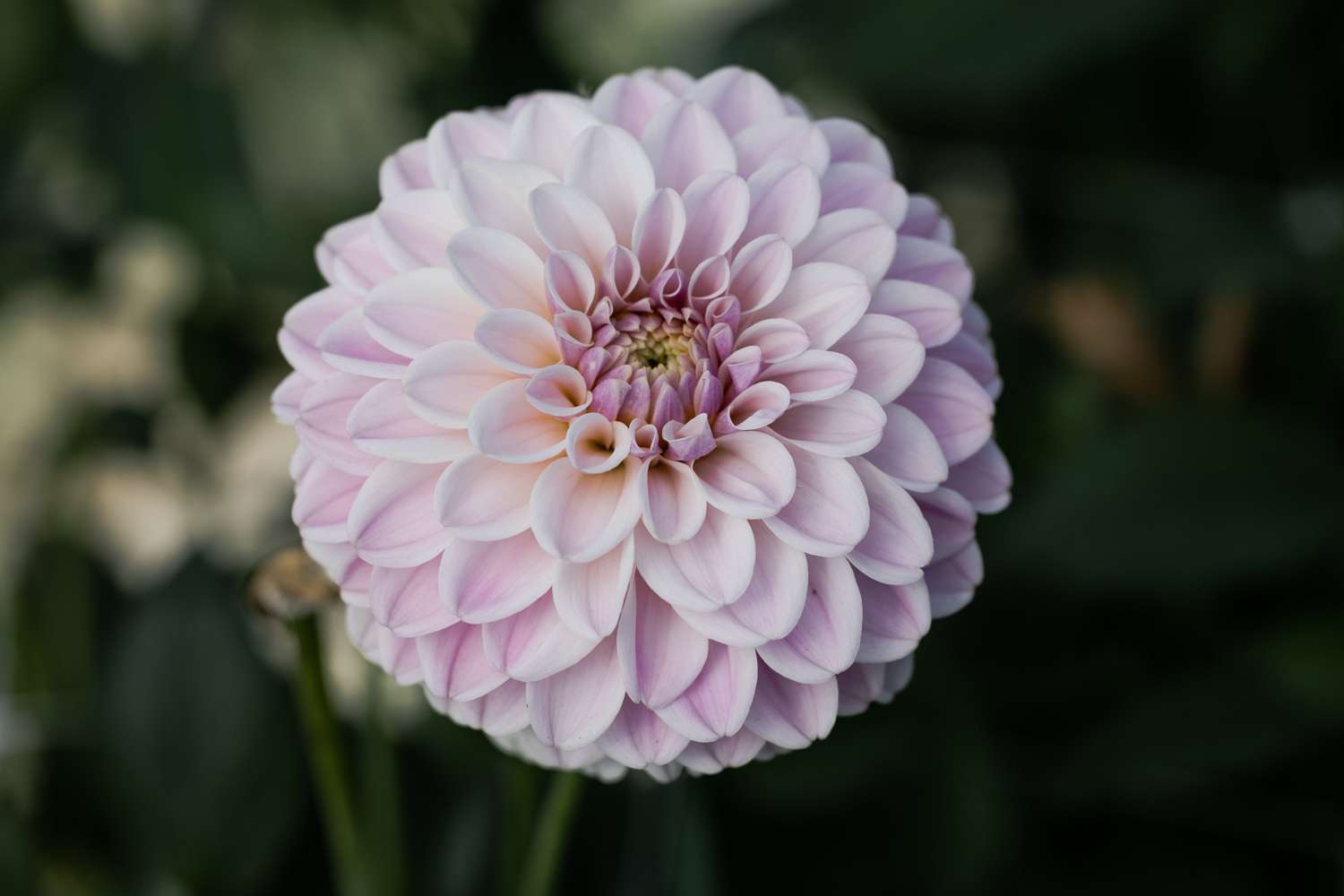 Daalia 'Pink Silk'